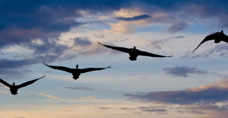 Canadian Geese In Flight